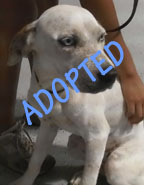 Lorelai is Adopted